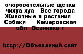 очаровательные щенки чихуа-хуа - Все города Животные и растения » Собаки   . Кемеровская обл.,Осинники г.